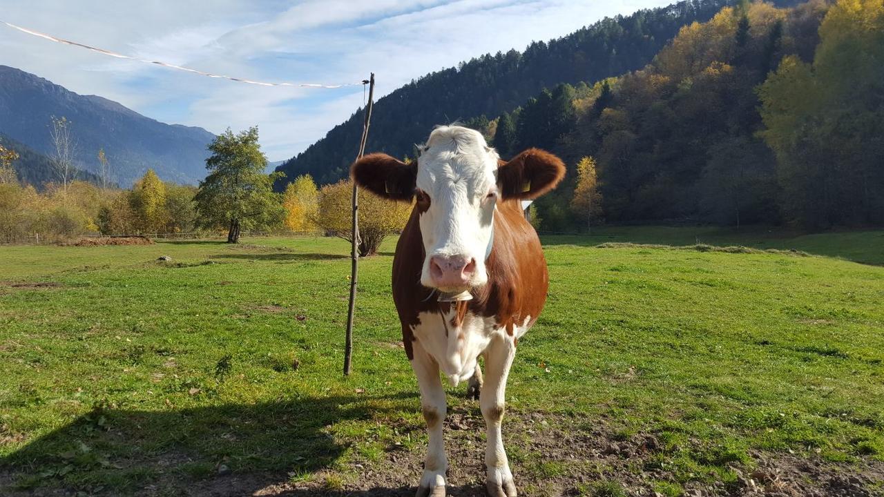 Agriturismo Fattoria Dalcastagne Torcegno Экстерьер фото